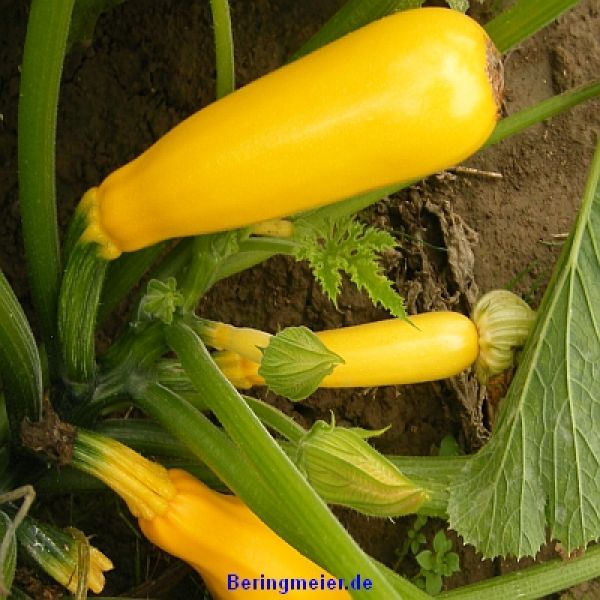 Zucchini Soleil F1 - gelb