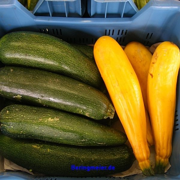 Zucchini Soleil F1 - gelb