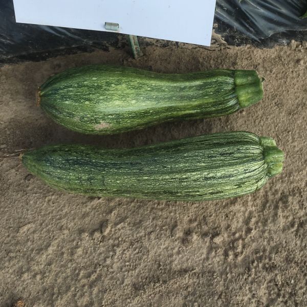 Zucchini Green Tiger F1