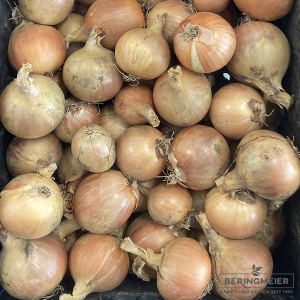 Wintersteckzwiebeln Sensyhu Yellow