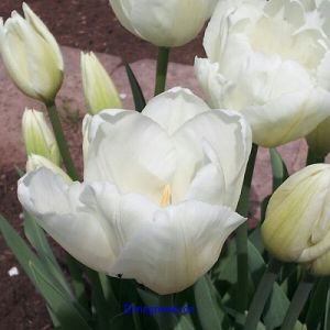 Triumph Tulpen Francoise