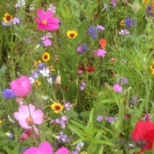 Blumenwiese - Be(e) Happy Mischung