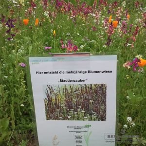Staudenzauber - Mehrjährige Blumenmischung Bienenwiese