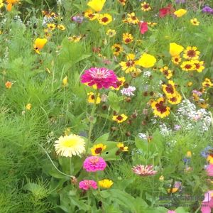 BERINGMEIERS BESTE "HONIG- und AUGENWEIDE" Blumenwiese