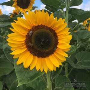 Sonnenblumen Holiday - Helianthus annuus
