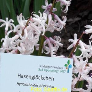 Hyacinthoides hispanica Rose Queen