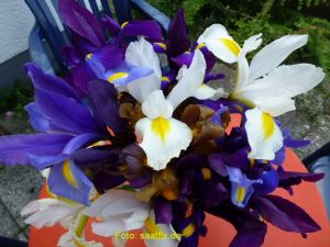 Iris hollandica Prachtmischung