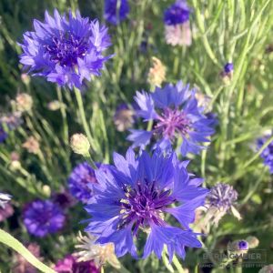 Kornblume blau Centaurea cyanus