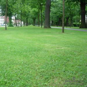 Gebrauchsrasen mit 10 % Zwergklee (Microclover)