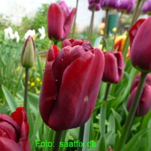 Triumph Tulpen Jan Reus