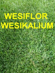 Rasendünger 5 kg Wesiflor und 5 kg Wesikalium