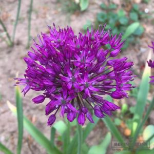 Allium aflatunense Purple Sensation - Iranlauch