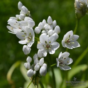 Allium cowanii (Neapellauch)