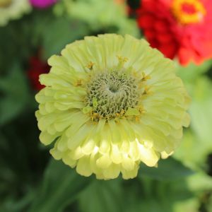 Zinnien Benarys Riesen Lime