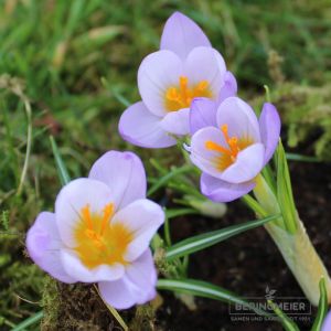Crocus Botanische sieberi Firefly - Das Glühwürmchen
