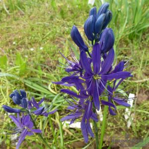 Camassia (Präriekerze) quamash Orion