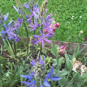 Camassia (Präriekerze) quamash
