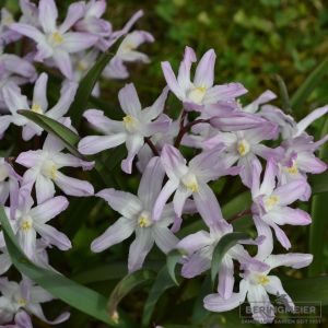 Chionodoxa forbesii Pink Giant (Schneeglanz)
