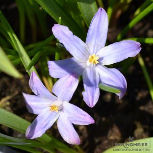 Chionodoxa luciliae (Schneeglanz)