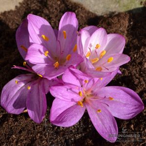 Herbstzeitlose Colchicum cilicicum