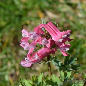 Corydalis solida Beth Evans (Gefingerter Lerchensporn)