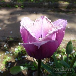 Crispa Tulpen Blue Heron
