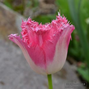 Crispa Tulpen Fancy Frills