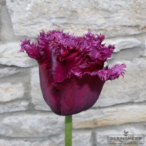 Crispa Tulpen Gorilla