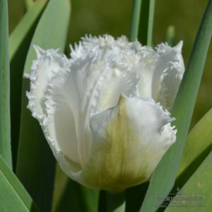 Crispa Tulpen Honeymoon