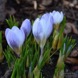 Crocus Botanische chrysanthus Blue Pearl