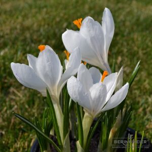Crocus Großblumige Jeanne d'Arc, Zwiebel-Gr. 9/10 Gärtnerqualität