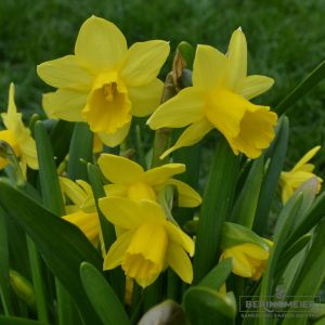 Cyclamineus-Narzissen February Gold