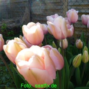 Darwin-Hybrid-Tulpen Salmon Impression