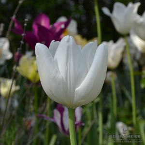Darwin-Hybrid-Tulpen Hakuun