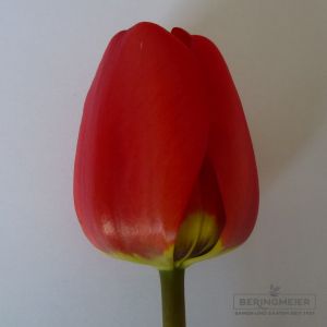 Darwin-Hybrid-Tulpen Apeldoorn