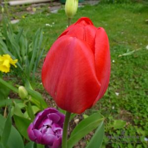 Darwin-Hybrid-Tulpen Parade