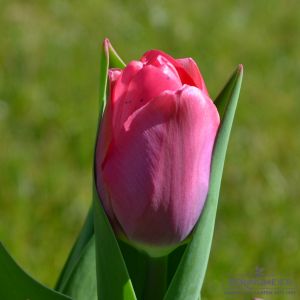 Darwin-Hybrid-Tulpen van Eijk