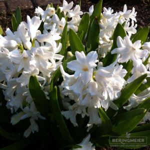 Hyazinthen Einfache White Pearl, weiß, Zwiebel-Gr. 18/19