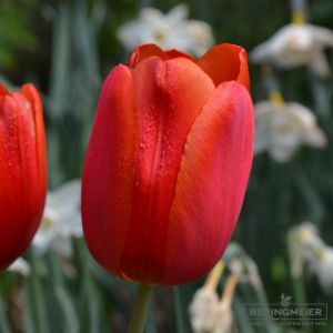 Einfache Späte Tulpen Dordogne