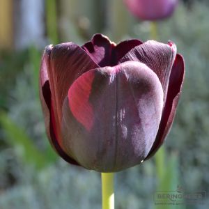 Einfache Späte Tulpen Queen of Night