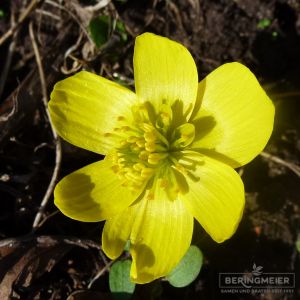 Eranthis hyemalis Winterlinge