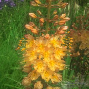 Eremurus Ruiter-Hybriden Pinokkio