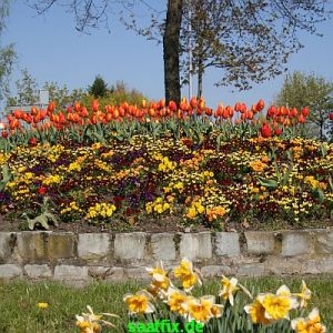 20 Botanische Tulpen mehrbl/ütigeWinnipeg Blumenzwiebeln