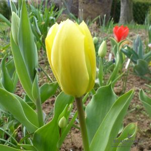 Fosteriana Tulpen Candela (Gelber Kaiser)