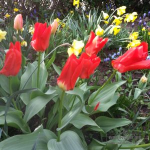 Fosteriana Tulpen Madame Lefeber (Roter Kaiser)
