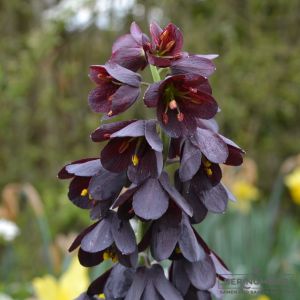Fritillaria persica Adiyaman - Persische Glockenlilie