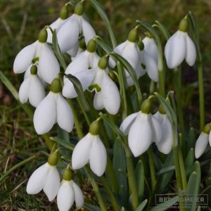 Galanthus nivalis ssp nivalis - Heimisches Schneeglöckchen