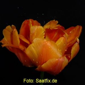 Gefüllte Frühe Tulpen Orca
