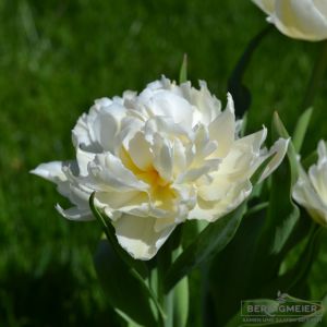 Gefüllte Frühe Tulpen Cardinal Mindszenty