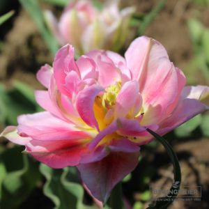 Gefüllte Späte Tulpen Angelique